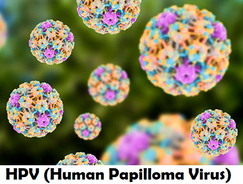 human papillomavirus in a sentence)
