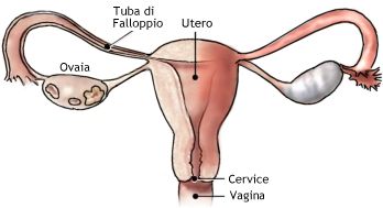 Hits: 962La cervice uterina rappresenta la parte terminale, inferiore, extra-pelvica dell’utero. Si presenta come una formazione cilindro-conica, di consistenza parenchimatosa,  di 2-4 centimetri di lunghezza, diametro di 2 cm circa […]