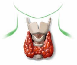 La tiroide è una ghiandola endocrina che si trova nella regione mediana del collo, davanti alla trachea e sopra l’incisura soprasternale. Consiste in due lobi simmetrici uniti da un istmo; è spesso […]